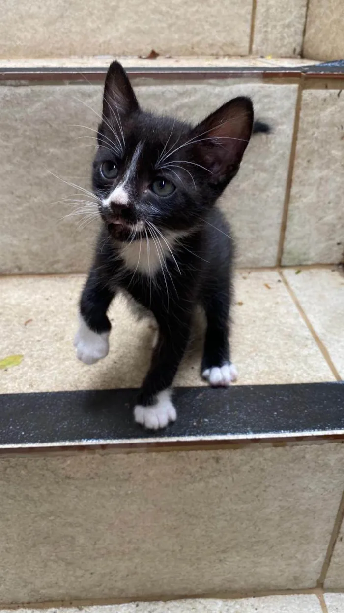 Gato ra a SRD-ViraLata idade Abaixo de 2 meses nome Ruth