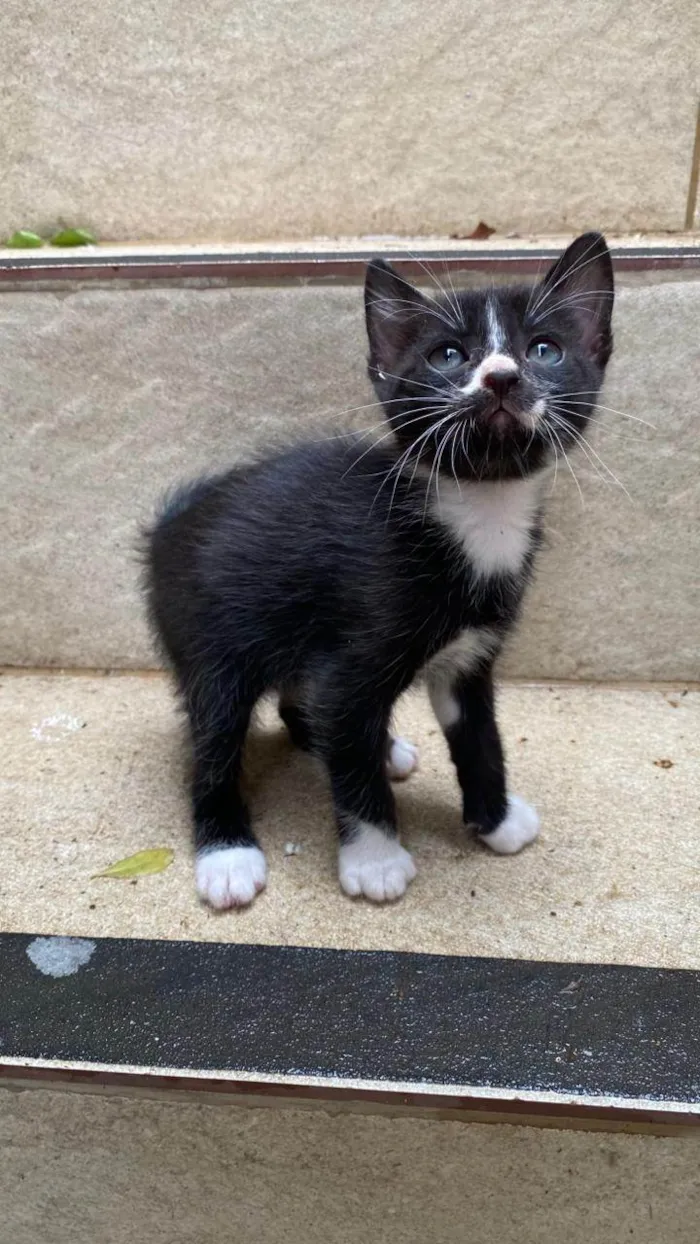 Gato ra a SRD-ViraLata idade Abaixo de 2 meses nome Ruth