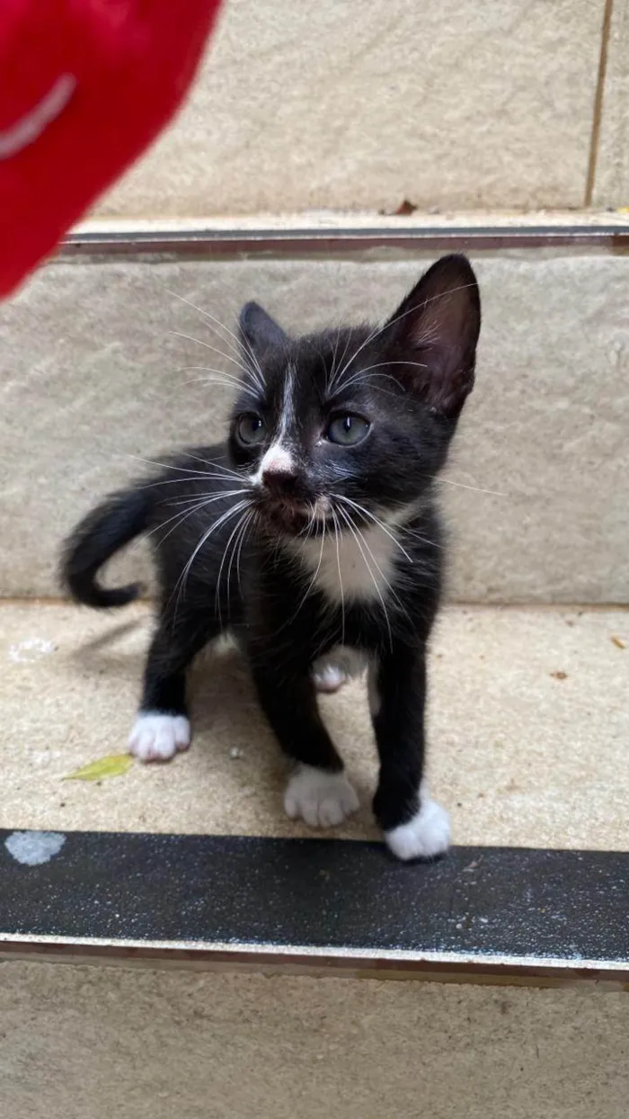 Gato ra a SRD-ViraLata idade Abaixo de 2 meses nome Ruth