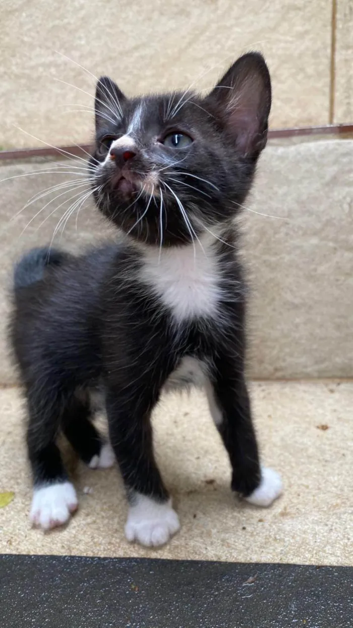 Gato ra a SRD-ViraLata idade Abaixo de 2 meses nome Ruth