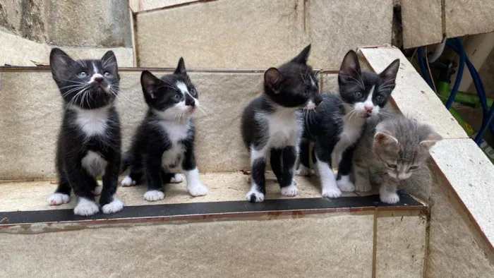 Gato ra a SRD-ViraLata idade Abaixo de 2 meses nome Ruth