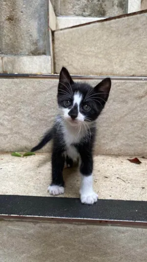 Gato raça SRD-ViraLata idade Abaixo de 2 meses nome Libia