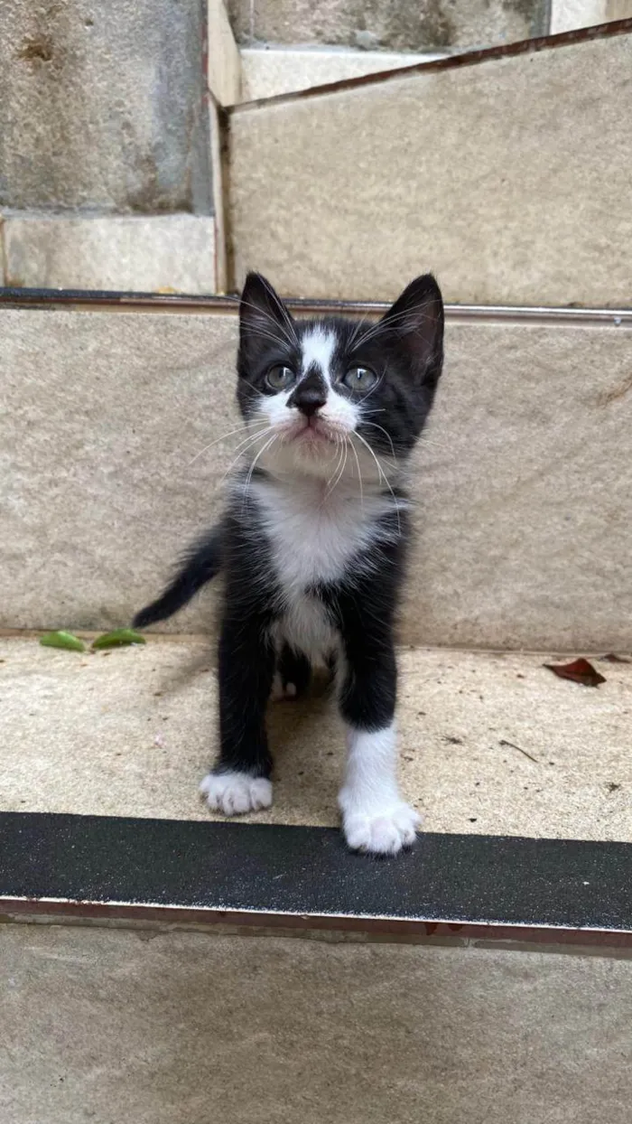 Gato ra a SRD-ViraLata idade Abaixo de 2 meses nome Libia