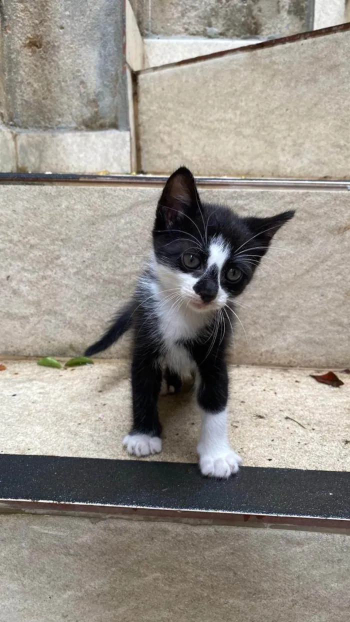 Gato ra a SRD-ViraLata idade Abaixo de 2 meses nome Libia