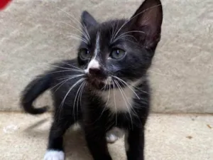 Gato raça SRD-ViraLata idade Abaixo de 2 meses nome Ruth