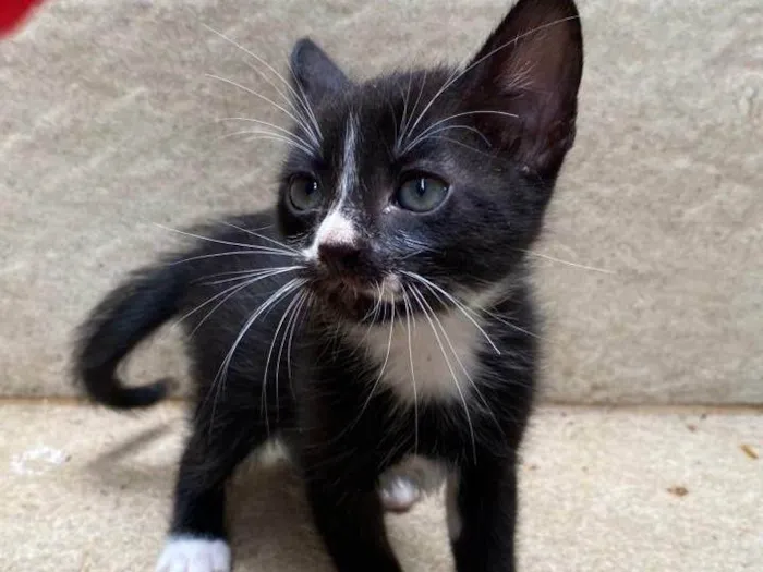 Gato ra a SRD-ViraLata idade Abaixo de 2 meses nome Ruth