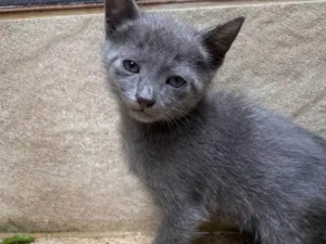 Gato raça SRD-ViraLata idade Abaixo de 2 meses nome Sarita