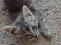 Gato raça SRD-ViraLata idade Abaixo de 2 meses nome Sem nome 