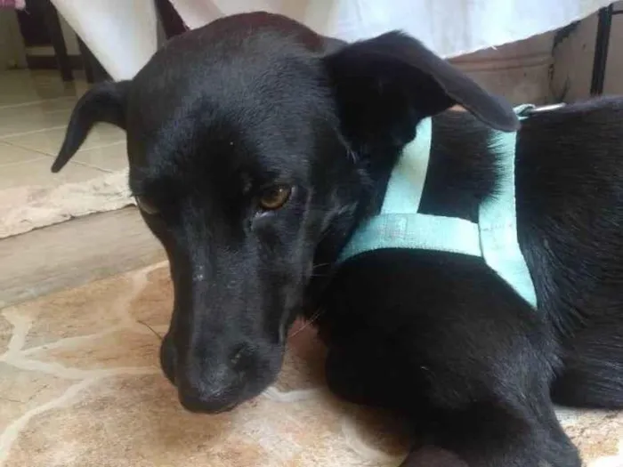 Cachorro ra a SRD-ViraLata idade 1 ano nome Negão