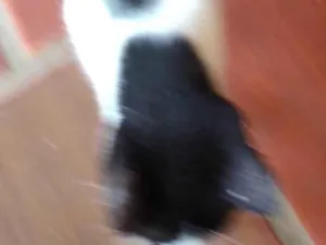 Gato raça SRD-ViraLata idade 2 anos nome Boneca