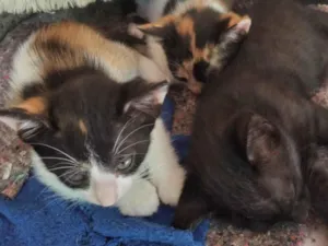 Gato raça SRD-ViraLata idade 2 a 6 meses nome Sapeca,princesa,Sofia,Daiana,xuxa,fofinha,chorão,zangado ,dorminhoco