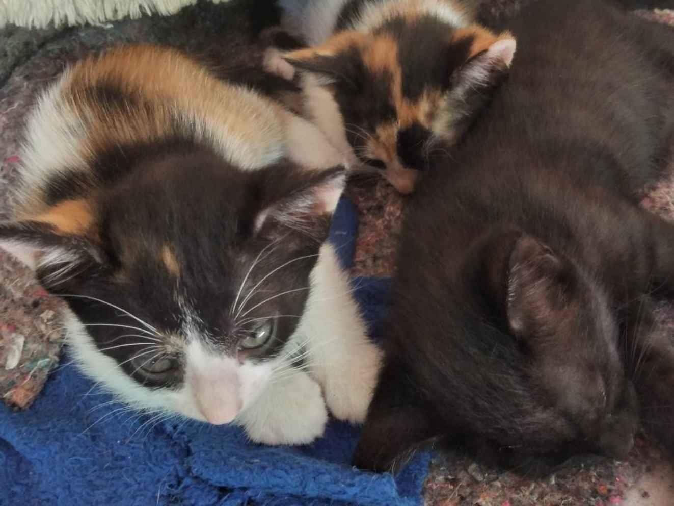 Gato ra a SRD-ViraLata idade 2 a 6 meses nome Sapeca,princesa,Sofia,Daiana,xuxa,fofinha,chorão,zangado ,dorminhoco