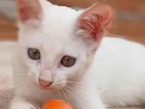 Gato raça SRD-ViraLata idade 2 a 6 meses nome Nina