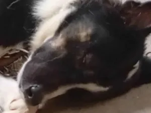 Cachorro ra a SRD-ViraLata idade 2 anos nome Não sei achei ele