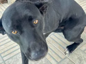 Cachorro ra a SRD-ViraLata idade 4 anos nome Chico