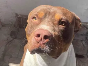 Cachorro raça Pit-Bull idade 2 anos nome Apollo