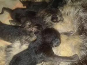 Gato raça Siamês idade Abaixo de 2 meses nome Filhotes