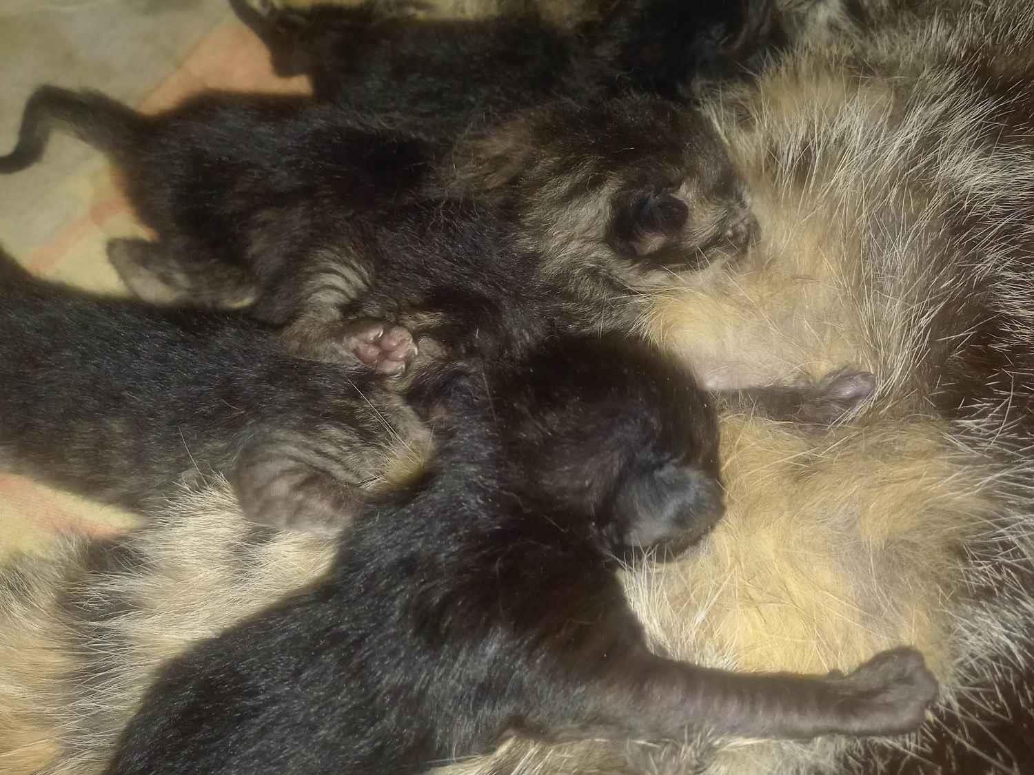 Gato ra a Siamês idade Abaixo de 2 meses nome Filhotes