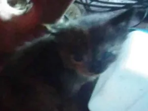 Gato raça SRD-ViraLata idade 2 a 6 meses nome Soneca