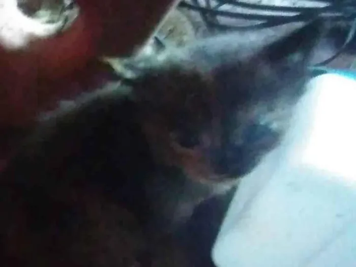 Gato ra a SRD-ViraLata idade 2 a 6 meses nome Soneca