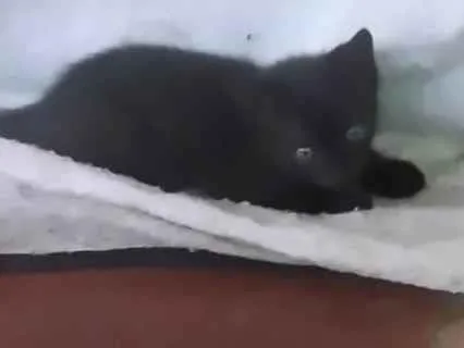 Gato ra a SRD-ViraLata idade 2 a 6 meses nome Soneca