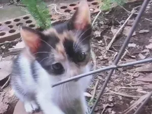 Gato raça SRD-ViraLata idade 2 a 6 meses nome Lua