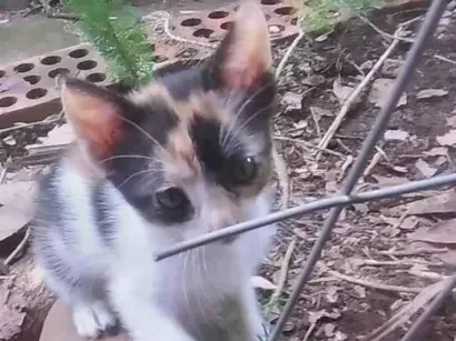 Gato raça SRD-ViraLata idade 2 a 6 meses nome Lua