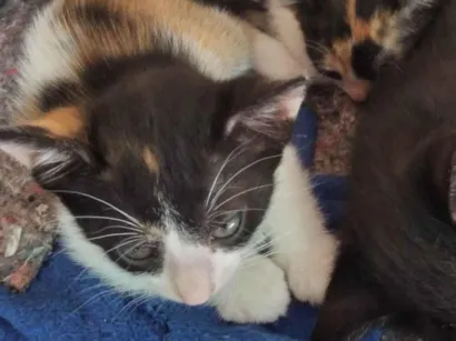 Gato raça SRD-ViraLata idade 2 a 6 meses nome Lilian,Mimi, dorminhoco