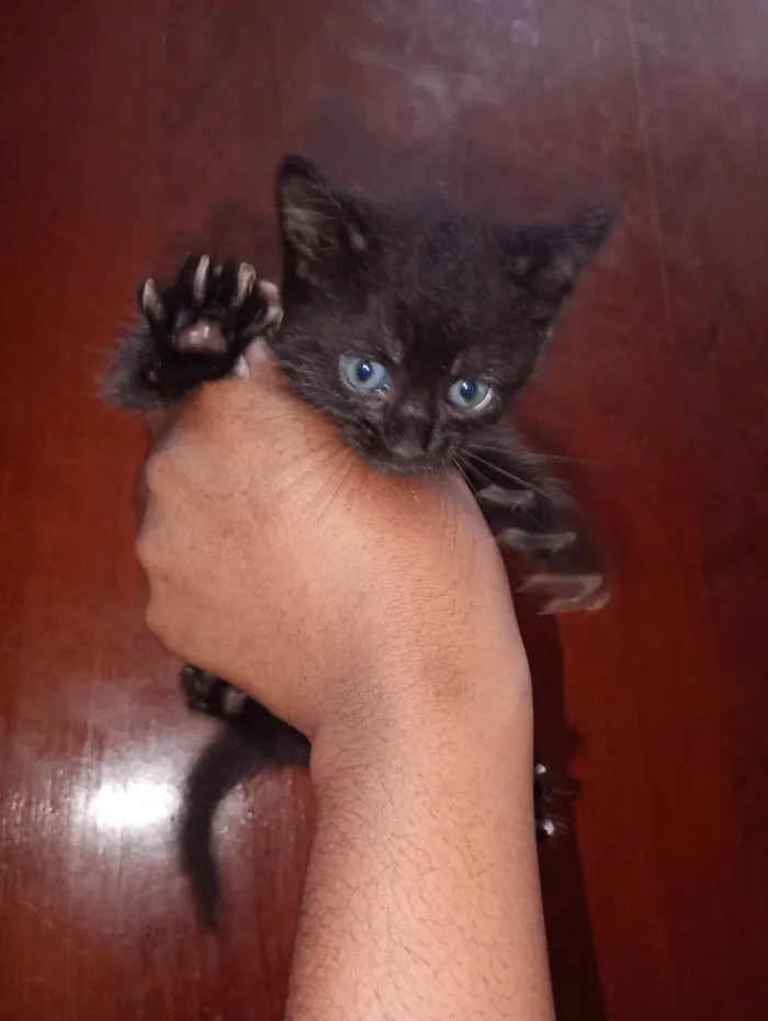 Gato ra a Sphynx idade 2 a 6 meses nome LOUIS BLONDJY