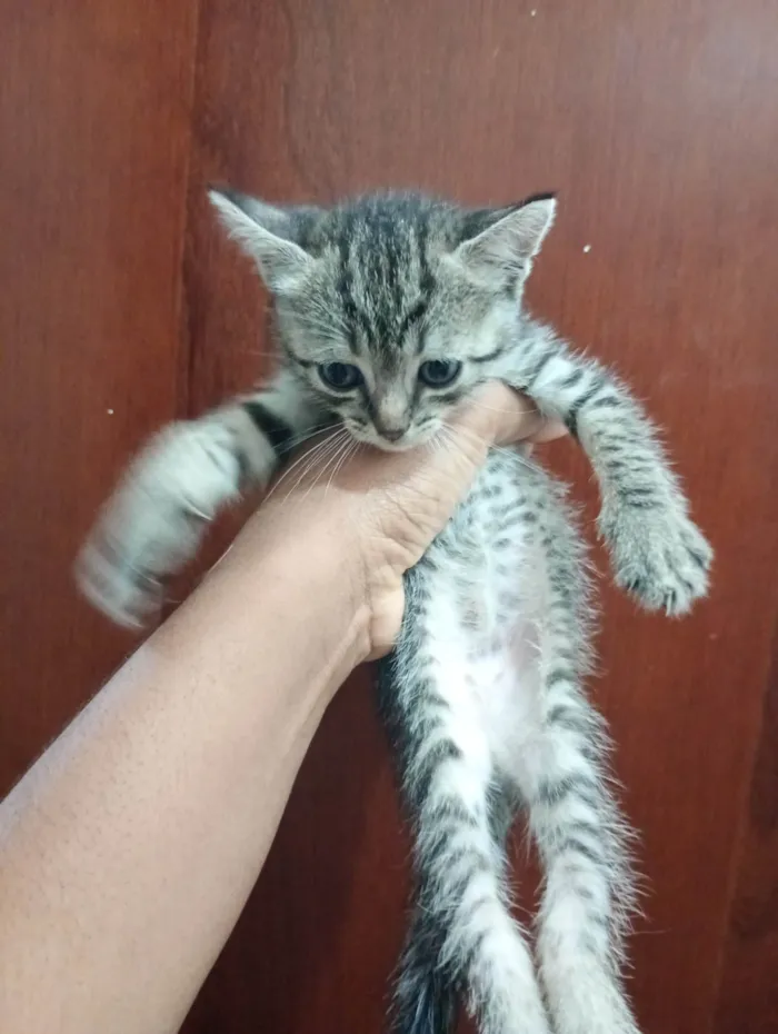 Gato ra a Sphynx idade 2 a 6 meses nome LOUIS BLONDJY