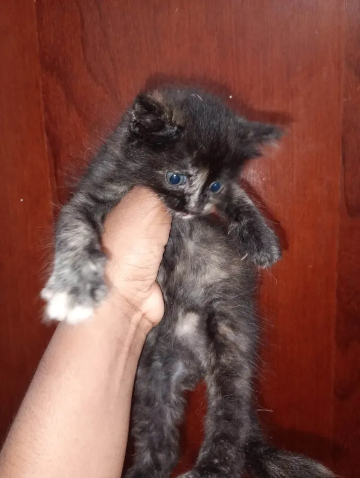 Gato ra a Sphynx idade 2 a 6 meses nome LOUIS BLONDJY