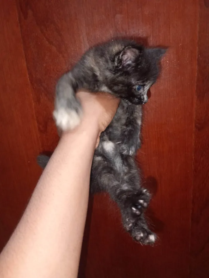 Gato ra a Sphynx idade 2 a 6 meses nome LOUIS BLONDJY