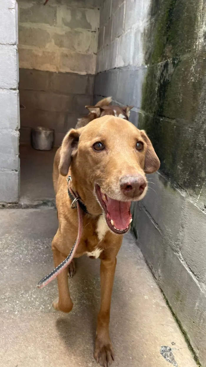 Cachorro ra a SRD-ViraLata idade 6 ou mais anos nome Dash 