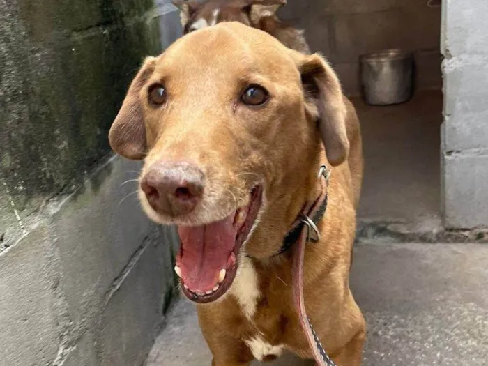 Cachorro ra a SRD-ViraLata idade 6 ou mais anos nome Dash 