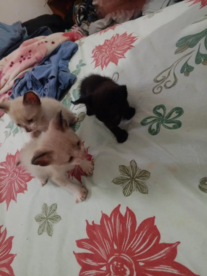 Gato ra a Exótico idade Abaixo de 2 meses nome JAQUELINE SONODA DA SILVA