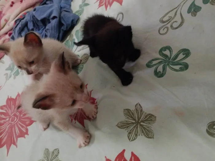 Gato ra a Exótico idade Abaixo de 2 meses nome JAQUELINE SONODA DA SILVA