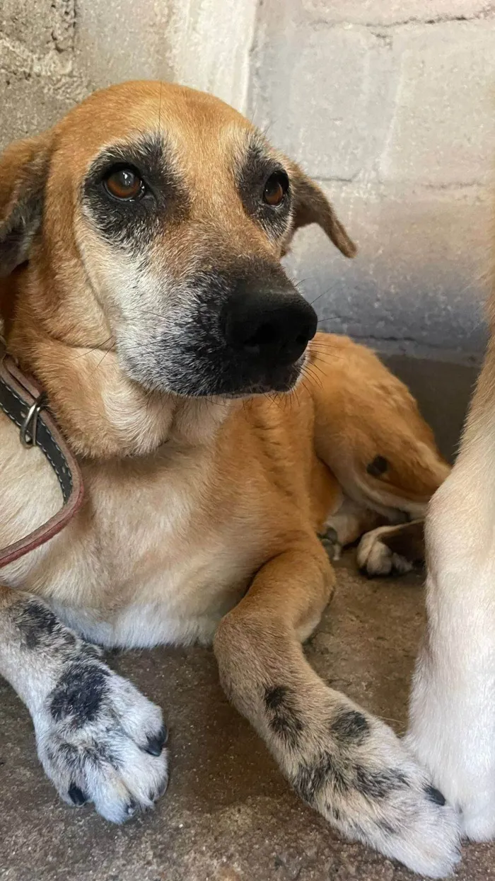 Cachorro ra a SRD-ViraLata idade 6 ou mais anos nome Shakira 