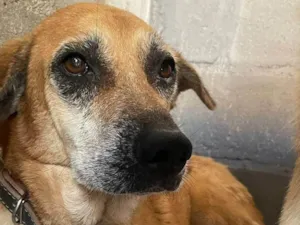 Cachorro raça SRD-ViraLata idade 6 ou mais anos nome Shakira 