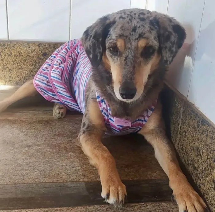 Cachorro ra a SRD-ViraLata idade 6 ou mais anos nome Kiara