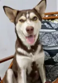 Cachorro ra a Husky Siberiano idade 3 anos nome Shelby