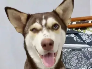 Cachorro raça Husky Siberiano idade 3 anos nome Shelby
