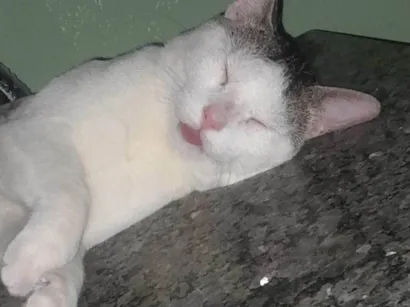 Gato raça SRD-ViraLata idade 1 ano nome Branquinho 