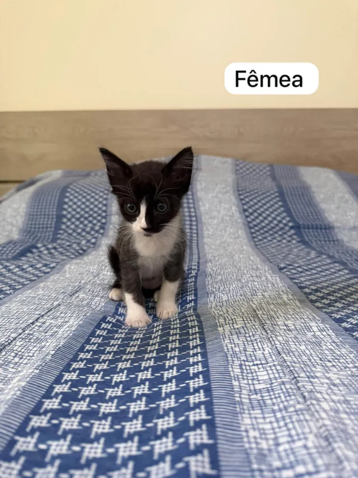 Gato ra a SRD-ViraLata idade 2 a 6 meses nome Meg