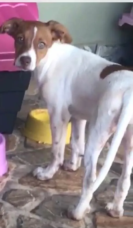 Cachorro ra a SRD-ViraLata idade 2 a 6 meses nome Bolota