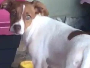 Cachorro raça SRD-ViraLata idade 2 a 6 meses nome Bolota