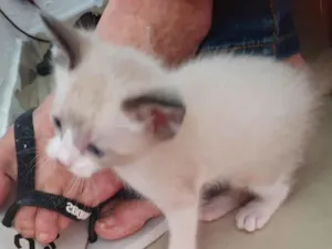 Gato raça SRD-ViraLata idade Abaixo de 2 meses nome Branquinha