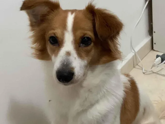 Cachorro raça SRD-ViraLata idade 2 anos nome Lulu