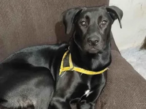 Cachorro raça Pit-Bull idade 2 a 6 meses nome Trovão 