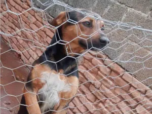Cachorro raça SRD-ViraLata idade 2 anos nome Billy 