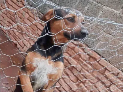 Cachorro raça SRD-ViraLata idade 2 anos nome Billy 